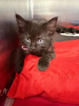 Domestic Medium Hair Cats Available for Adoption in Virginia, Minnesota - Porsche | PetCurious