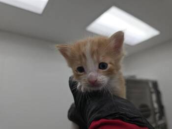 Domestic Short Hair Cats Available for Adoption in Fort Lauderdale, Florida - A2475468 | PetCurious