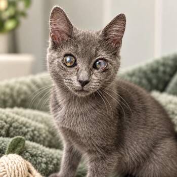 Greta -  Domestic Short Hair Cat for Adoption in Pontiac, Michigan - Greta | PetCurious