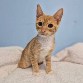 Darren -  Domestic Short Hair Cat for Adoption in Wahiawa, Hawaii - Darren | PetCurious