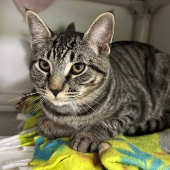 Rescue Domestic Short Hair Cats for Adoption in Woodinville, Washington - Emeril Lagasse | PetCurious