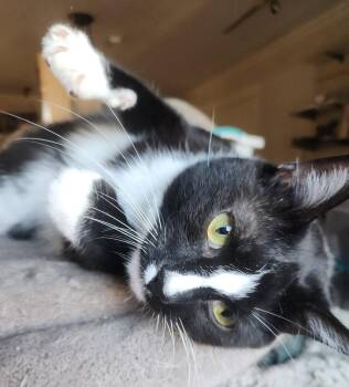 Tuxedo and Domestic Short Hair Cats Available for Adoption in Monrovia, California - Samara | PetCurious