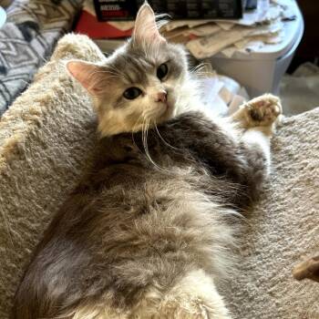 Angel -  Domestic Long Hair Cat for Adoption in League City, Texas - Angel | PetCurious