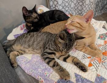 Rescue Domestic Short Hair Cats for Adoption in Hoyleton, Illinois - OJ | PetCurious