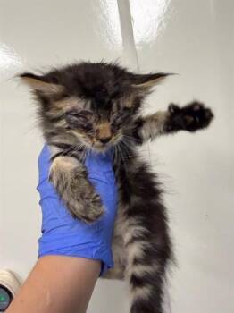 ANGELICA -  Domestic Long Hair Cat for Adoption in Ontario, California - ANGELICA | PetCurious