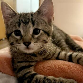 Sugar Plum -  Domestic Short Hair Cat for Adoption in Pardeeville, Wisconsin - Sugar Plum | PetCurious