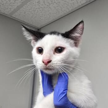 JoJo -  Domestic Short Hair Cat for Adoption in Concord, North Carolina - JoJo | PetCurious