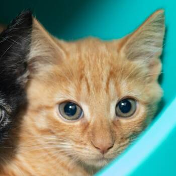 Aflac -  Domestic Medium Hair Cat for Adoption in Middletown, Rhode Island - Aflac | PetCurious