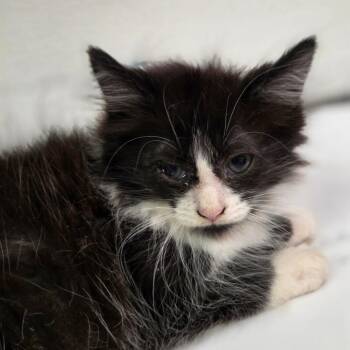Super -  Domestic Long Hair Cat for Adoption in Charleston, West Virginia - Super | PetCurious