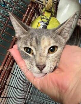 Autumn Dreams -  Domestic Short Hair Cat for Adoption in Austin, Texas - Autumn Dreams | PetCurious