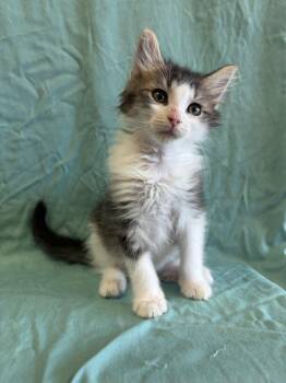 Willie -  Domestic Medium Hair Cat for Adoption in Newport, Kentucky - Willie | PetCurious