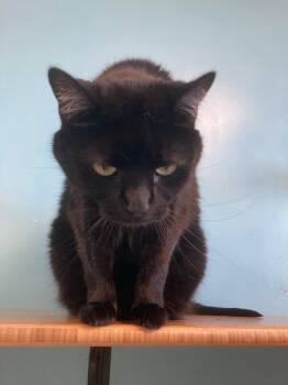 Domestic Short Hair Cats Available for Adoption in Cincinnati, Ohio - Olivia | PetCurious