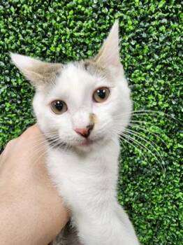 Annie Oakley $50 @ Petco -  Domestic Short Hair Cat for Adoption in Seneca, South Carolina - Annie Oakley $50 @ Petco | PetCurious