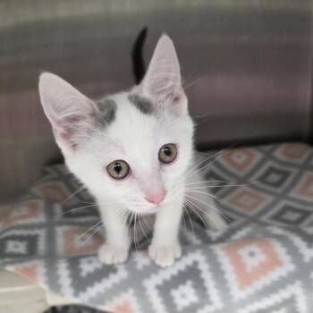 Rowan -  Domestic Short Hair Cat for Adoption in Fort Wayne, Indiana - Rowan | PetCurious