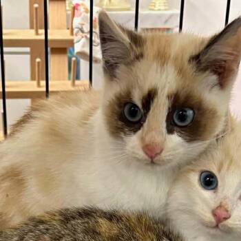 Mystique -  Siamese Cat for Adoption in Nampa, Idaho - Mystique | PetCurious