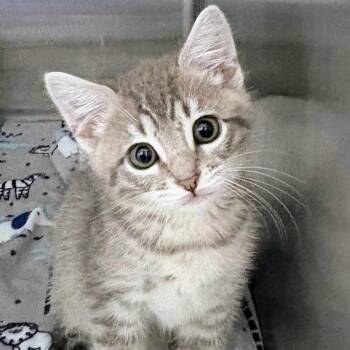 Mashed Potato Time -  Domestic Short Hair Cat for Adoption in Boerne, Texas - Mashed Potato Time | PetCurious