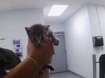 FINN -  American Shorthair Cat for Adoption in Charlotte, North Carolina - FINN | PetCurious