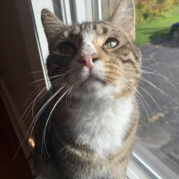 Rescue Domestic Short Hair Cats for Adoption in Buffalo, New York - Kobe | PetCurious