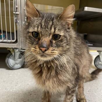 Domestic Medium Hair Cats Available for Adoption - Bowie | PetCurious