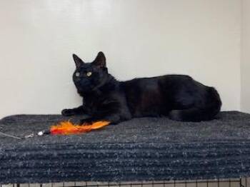 Darth Vader -  Bombay Cat Available for Adoption in Medford, Massachusetts - Darth Vader | PetCurious