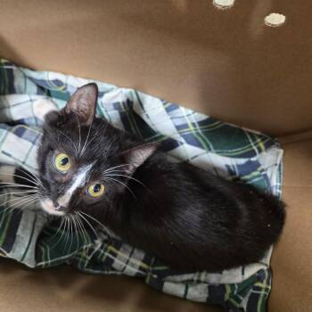 Eren -  Domestic Short Hair Cat for Adoption in Newark, New Jersey - Eren | PetCurious