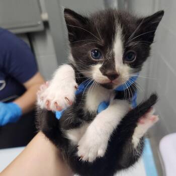 Michelangelo -  Domestic Short Hair Cat for Adoption in Summerville, South Carolina - Michelangelo | PetCurious
