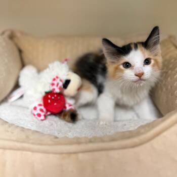 Zip-A-Dee-Doo-Dah -  Domestic Long Hair Cat for Adoption in Port Richey, Florida - Zip-A-Dee-Doo-Dah | PetCurious