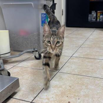 Rescue Domestic Short Hair Cats for Adoption in Pekin, Illinois - Ballerina | PetCurious