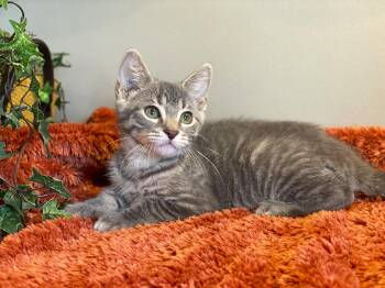 Munch -  Tabby Cat for Adoption in Taylor, Michigan - Munch | PetCurious