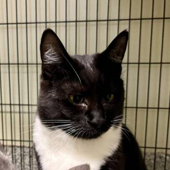 Rescue Domestic Short Hair Cats for Adoption in Eastsound, Washington - Frannie | PetCurious