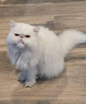 Chewy -  Persian Cat for Adoption in Sioux Falls, South Dakota - Chewy | PetCurious