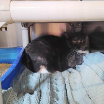 Miss Kitty -  Domestic Short Hair Cat for Adoption in Wilmington, Delaware - Miss Kitty | PetCurious