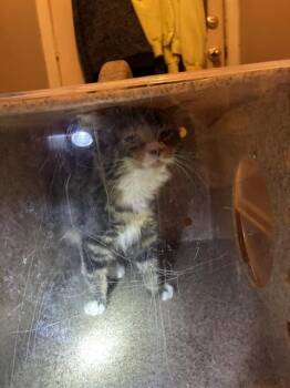 AURORA -  Domestic Long Hair Cat for Adoption in Louisville, Kentucky - AURORA | PetCurious