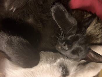 Stetson -  American Shorthair and Domestic Short Hair Cat Available for Adoption in Moreno Valley, California - Stetson | PetCurious