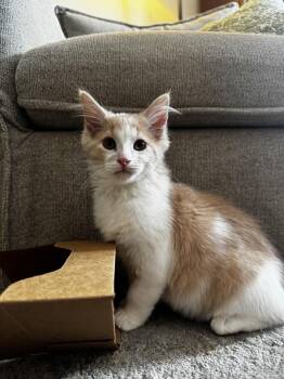 Sleepy -  Domestic Long Hair Cat for Adoption in Chicago, Illinois - Sleepy | PetCurious