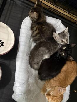 Leah -  Domestic Short Hair Cat for Adoption in Alafaya, Florida - Leah | PetCurious