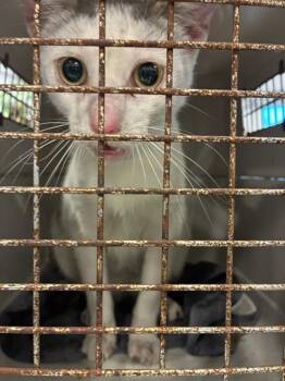 Domestic Short Hair Cats Available for Adoption in Palmetto, Florida - A136060 | PetCurious