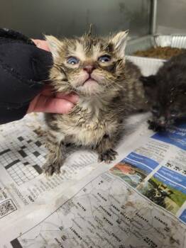 Starr -  Domestic Short Hair Cat for Adoption in Lawrenceville, Georgia - Starr | PetCurious