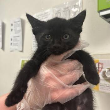 Mang -  Domestic Medium Hair Cat for Adoption in Charleston, West Virginia - Mang | PetCurious