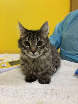 Oat -  Domestic Medium Hair Cat for Adoption in Raleigh, North Carolina - Oat | PetCurious