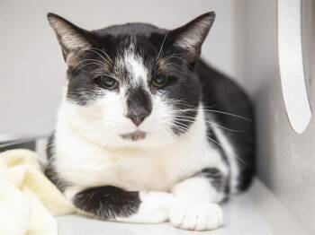 Domestic Short Hair Cats Available for Adoption - BABY | PetCurious