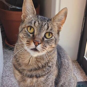 Emmet Otterton -  Domestic Short Hair Cat for Adoption in Santa Rosa, California - Emmet Otterton | PetCurious