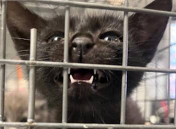 Domestic Short Hair Cats Available for Adoption in Las Vegas, Nevada - CELLO | PetCurious