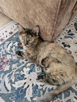 Domestic Short Hair and Tabby Cats Available for Adoption - Pilgrim | PetCurious