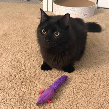 Pluto -  Domestic Medium Hair Cat for Adoption in Gibsonia, Pennsylvania - Pluto | PetCurious