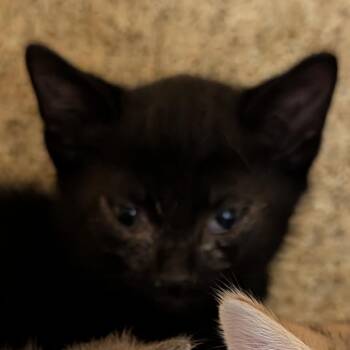 Charming -  Domestic Short Hair Cat for Adoption in Philadelphia, Pennsylvania - Charming | PetCurious