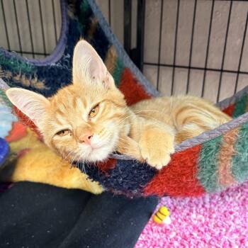 Rooster -  Domestic Short Hair Cat for Adoption in Bulverde, Texas - Rooster | PetCurious