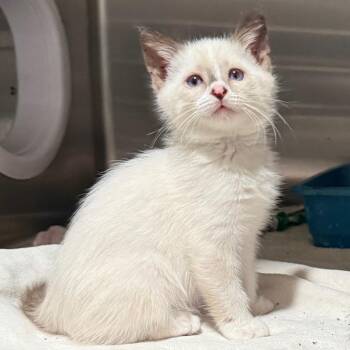 Emma -  Domestic Short Hair Cat for Adoption in Cedaredge, Colorado - Emma | PetCurious