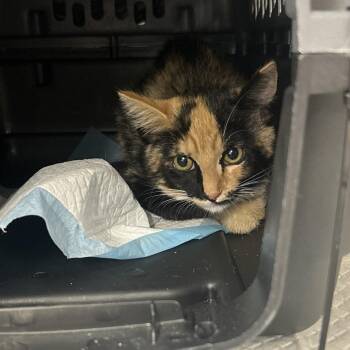 Teagan -  Domestic Short Hair Cat for Adoption in Salt Lake City, Utah - Teagan | PetCurious