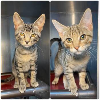 Shrimp & Cocktail -  Domestic Short Hair Cat for Adoption in Stillwater, Oklahoma - Shrimp & Cocktail | PetCurious